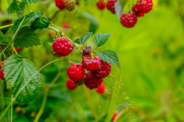 Los Frutos Las Frambuesas Silvestres Crecen Entre Hierba Mediados Del — Foto de Stock