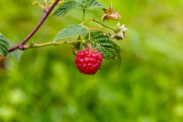 Los Frutos Las Frambuesas Silvestres Crecen Entre Hierba Mediados Del — Foto de Stock