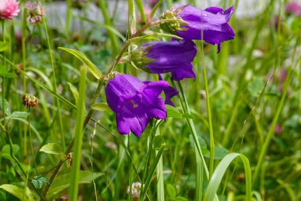 Flores Roxas Bluebells Crescer Ramo Entre Grama — Fotografia de Stock