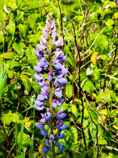Lilac Lupin Květiny Rostou Poli Pozadí Zelené Trávy — Stock fotografie