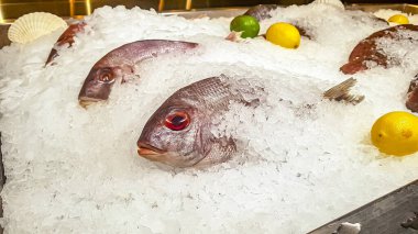 Dorado balığı marketin tezgahındaki buzda yatıyor.