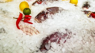 Dorado balığı marketin tezgahındaki buzda yatıyor.