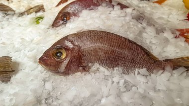 Dorado balığı marketin tezgahındaki buzda yatıyor.