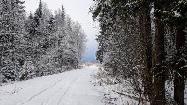 Ağaçların arasındaki ormanda kar yolu. Rus kışı.