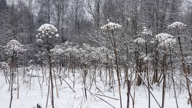 Karla kaplı orman ve ölü çalılar. Rus kışı.