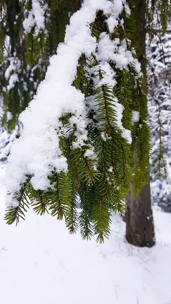 Foresta Innevata Cespugli Morti Inverno Russo — Foto Stock