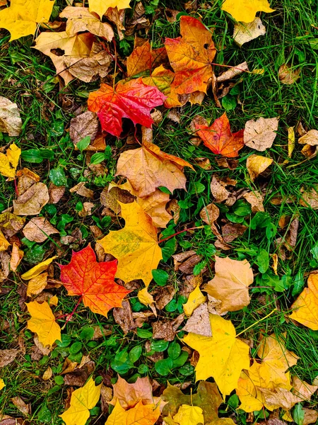 Foglie Acero Gialle Rosse Giacciono Sull Erba Buon Sfondo Collage — Foto Stock