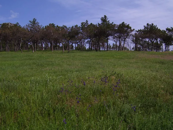 Borovice Vršku — Stock fotografie