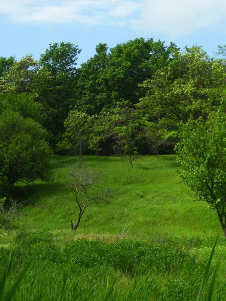 Arbres Sur Les Pentes Colline — Photo