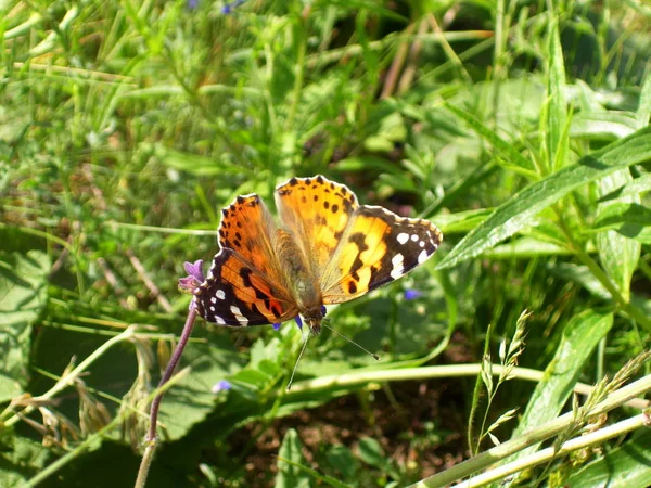 Opened wings of butterfly