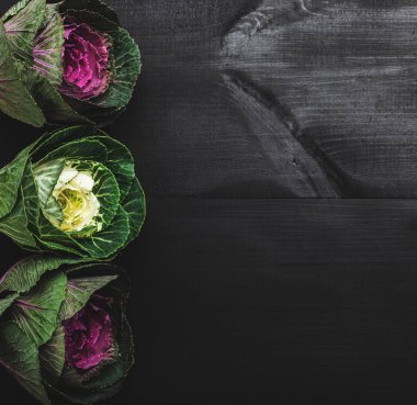 Dekoratif lahana mor ve beyaz. Düz arka plan üzerinde taze sağlıklı sebze, üstten görünüm