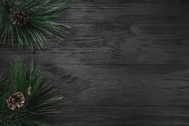 Siyah ahşap arka plan, Çamın dalları, çam kozalakları, üstten görünüm