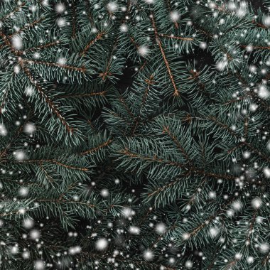 Kış arka plan köknar dalı. Noel kartı. Üstten görünüm. Xmas tebrikler. Etkisi kar taneleri.