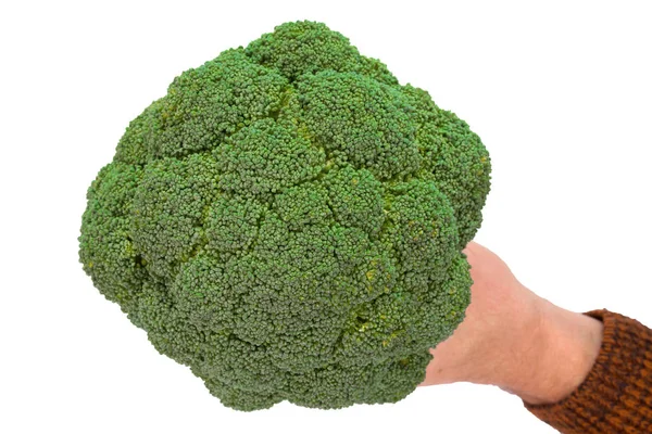 Broccoli Isolati Fondo Bianco Mano Ortaggi Freschi — Foto Stock