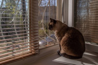 Bir siyam kedisi pencere kenarında oturur ve dışarıya bakar. Kedi evdeki bir karantinada izole edilmiş.
