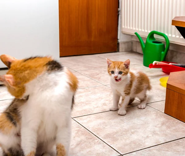 Cute little ginger-white kitten licking lips and looking at her mother-cat — Stock Photo, Image