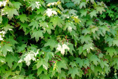 Yeşil akçaağaç kırmızı çekirdeği ile bırakır. Doğa arka plan