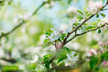 Pembe çiçek elma ağacı ile arka plan bulanık. Doğa sahne. Bahar çiçekleri Paskalya güneşli. Seçici odak.
