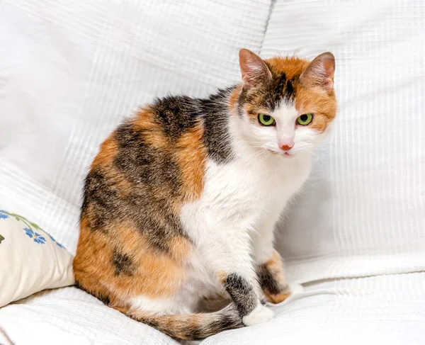 Tricolor cat with green eyes sitting on a white sofa