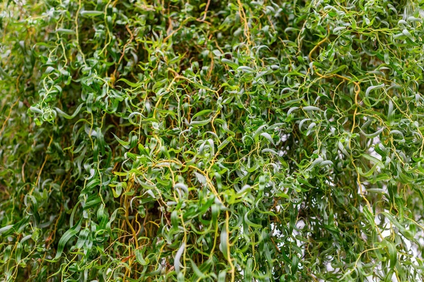 Fundo Salgueiro Chinês Ramos Encaracolados Folhas Salgueiro Salix Matsudana Foco — Fotografia de Stock