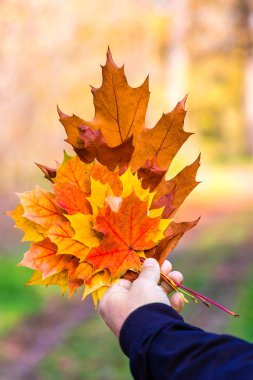 Parlak çok renkli yaprakları sonbahar güneşli arka planda tutan erkek el Close-up. Doğa sevgisi kavramı.