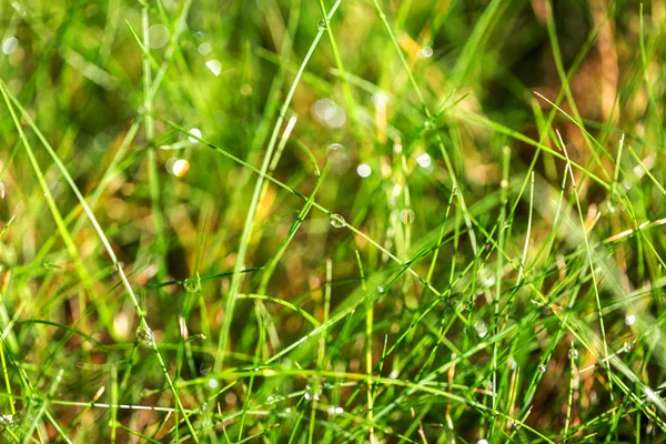 Dew drops on bright green grass. Wet grass after rain fresh nature background. Selective focus