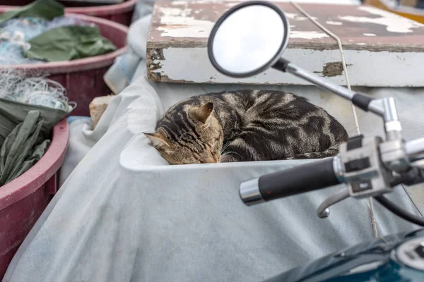 Belo Gato Listrado Dormindo Encerado Coberto Velho Barco Pesca Croácia — Fotografia de Stock