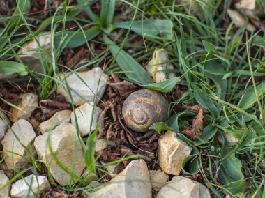 Tek çim taşları arasında üzüm salyangoz kabuğunun