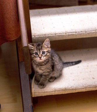 Bir merdiven üzerinde oturan ve acınacak seyir tatlı yalnız tabby yavru kedi. Seçici odak