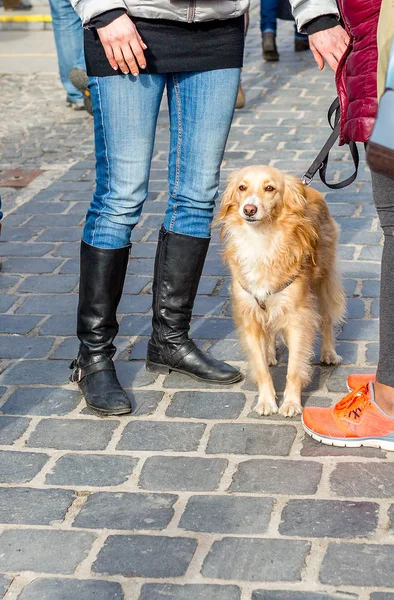 Cane Carino Golden Retriever Guinzaglio Con Proprietario Strada Spazio Testo — Foto Stock