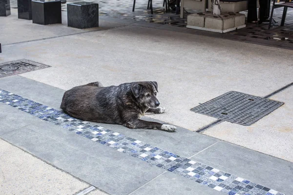 一只无家可归的悲伤的灰色面孔狗躺在塞萨洛尼基的街道上. — 图库照片