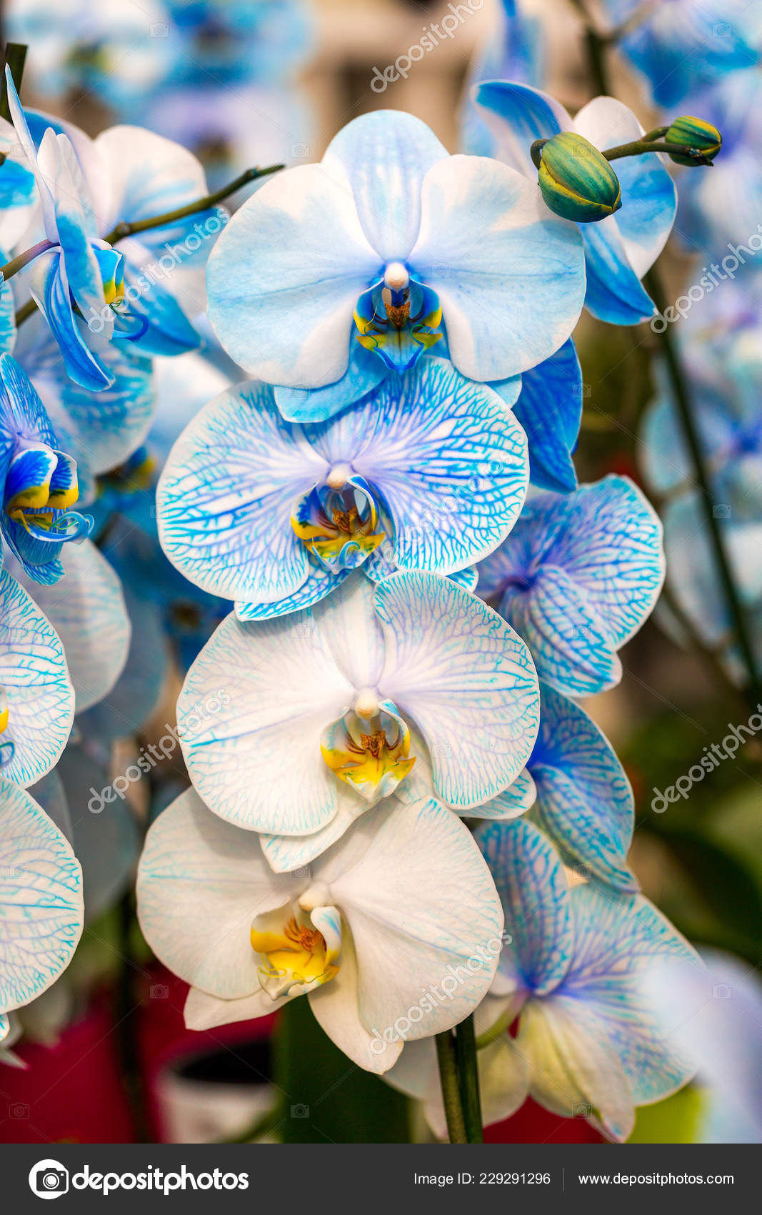 Close Beautiful Blue Orchid Phalaenopsis Amabilis One Stalk Blue Flowers Stock Photo C Valentyna Gupalo Gmail Com 229291296,Kitchen Cabinet Colors With Dark Wood Floors