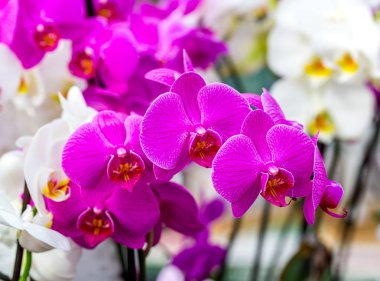 Güzel pembe ay orkide Phalaenopsis amabilis, karanlık çizgiler ile yakın çekim. Seçici odak