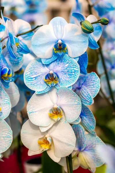 Close-up of beautiful blue orchid, Phalaenopsis amabilis. On one stalk are blue flowers and white flowers with blue veins. Vertical photo