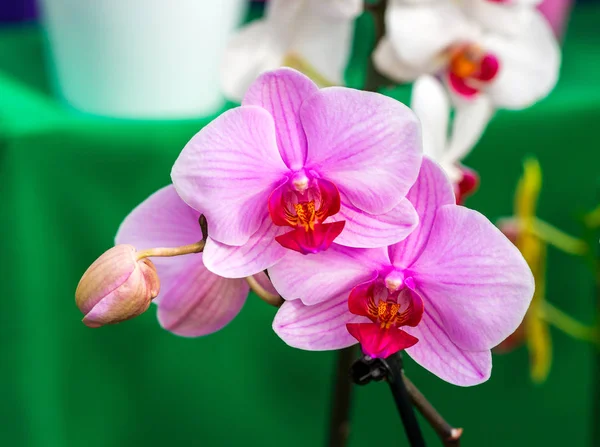 Close-up of beautiful Pink Moon Orchid, Phalaenopsis amabilis, on green background