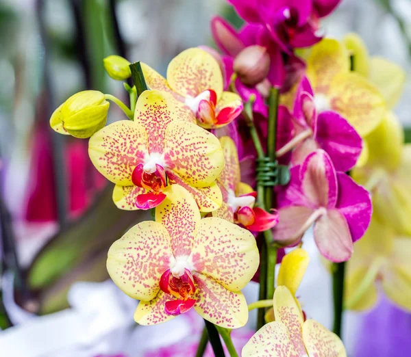 Close-up of beautiful yellow orchid Phalaenopsis Cleopatra with red spots