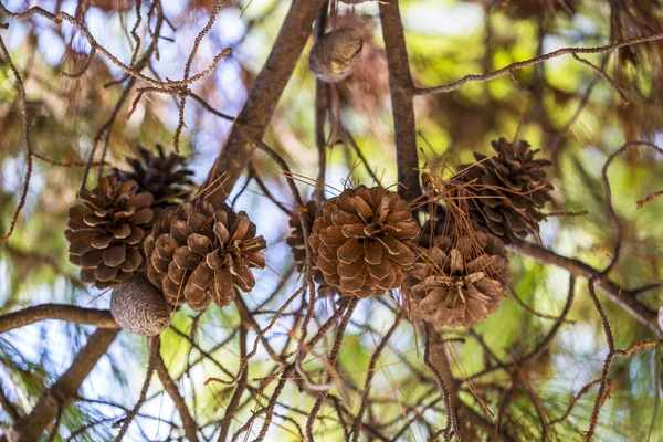 Interweaving Pine Branches Cones Background Blue Sky — Stock Photo, Image