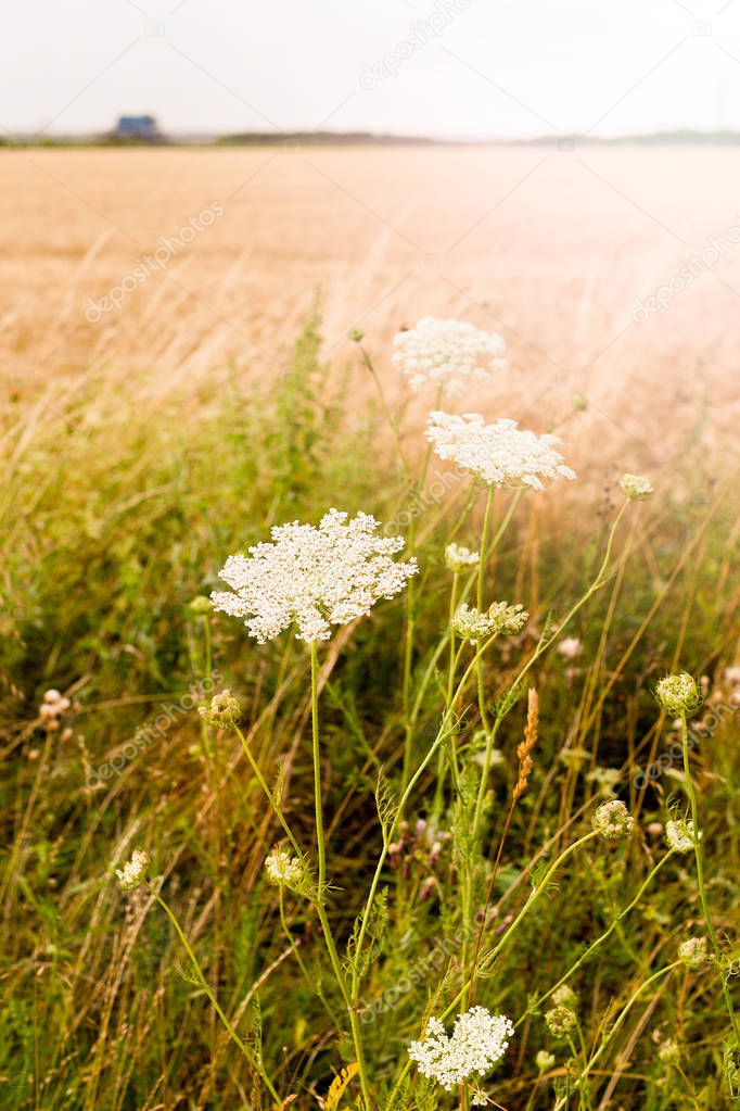 White inflorescence of wild plants Daucus carota, Apiaceae family, wild carrot on the field. Hungary. Vertical photo