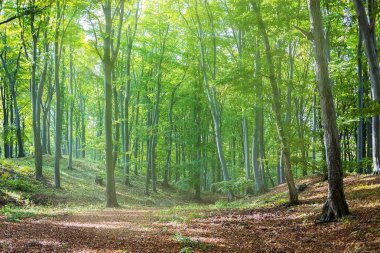 Güneş ışınları sonbahar orman yolundaki düşüyor. Güzel bir sahne bir patika kirişler güneş ışığı ile ormanda yürüyüşe davet ediyor