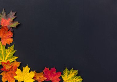 Parlak sonbahar akçaağaç siyah arka plan üzerine bırakır. Metin için yer ile çerçeve renkli sonbahar yaprakları