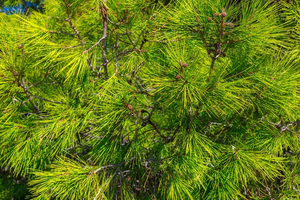 明亮的绿色松树分枝背景 — 图库照片