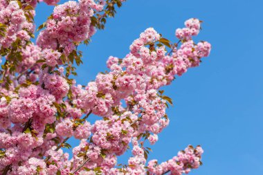Mavi gökyüzüne karşı Japon kiraz Sakura çiçek dalları. Pembe çiçekler çok güzel arka plan