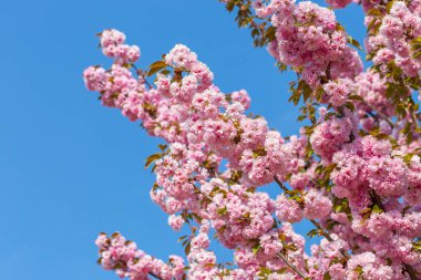 Mavi gökyüzüne karşı Japon kiraz Sakura çiçek dalları. Pembe çiçekler çok güzel arka plan