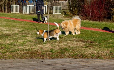 Köpekler beagle ve chow chow parkta yürüyor. Beagle köpek bir ağaç üzerinde peeing.