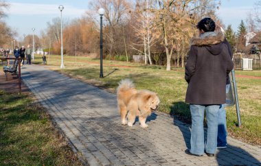 Eski dostu chow chow köpek parkta yürüyüş ve grubu hakkında bilgi