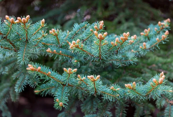 Blue Colorado Spruce Picea Pungens Branches New Buds Spring Young — Stock Photo, Image