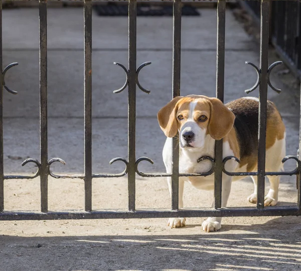 Замеченный Пёс Бигл Смотрит Через Решетку Ворот Печальная Собака Ждет — стоковое фото