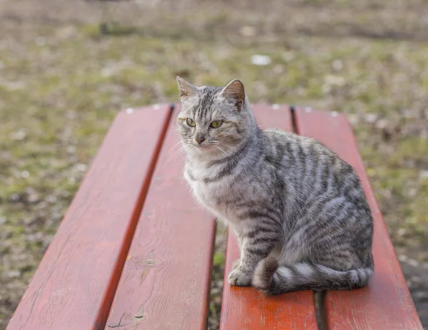 정원에서 벤치에 줄무늬 고양이 — 스톡 사진