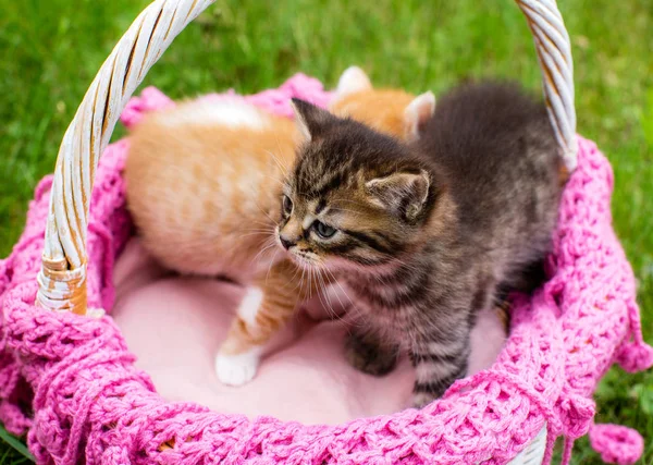 Bébé Mignon Chatons Rayés Dans Panier Osier Sur Herbe Verte — Photo