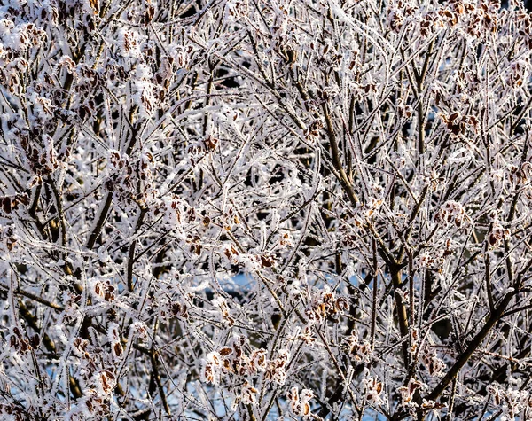 Schöner Winterhintergrund Zweige Eines Dekorativen Gartenstrauches Mit Raureif — Stockfoto